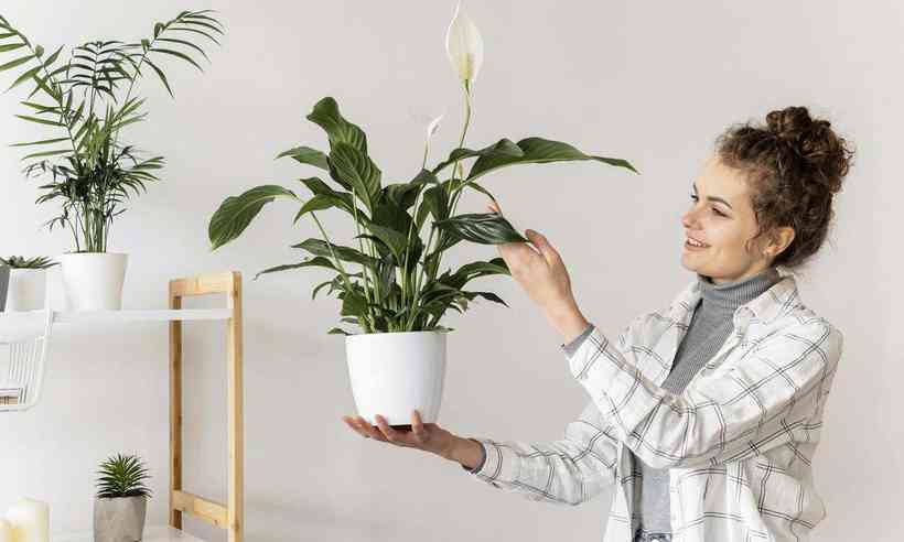 4 Plantas Que Removem O Mofo Da Sua Casa
