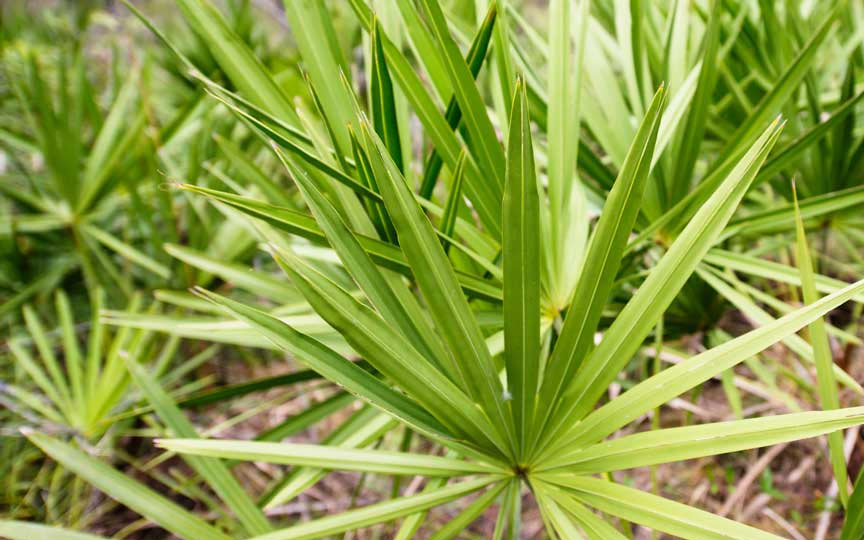 Saw Palmetto: Suplemento Fitoterápico para a Saúde Masculina 1 Entenda mais sobre O Que É Saw Palmetto e Como Ele Funciona